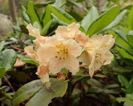 P6193768_MoonBohm-01_Kristian's_Moonlight_x_Bohmen_L038_1024px Rhododendron MoonBöhm-01 ('Kristian's Moonlight' x 'Böhmen') - June 19, 2024