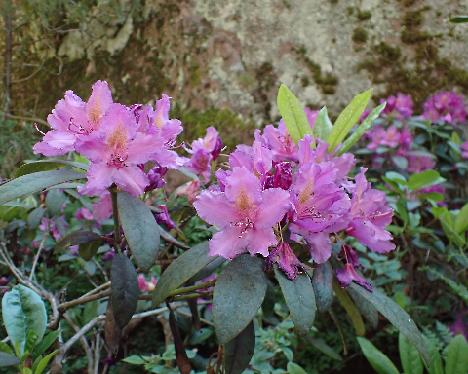 P6233771_Libretto Rhododendron 'Libretto' - June 23, 2024