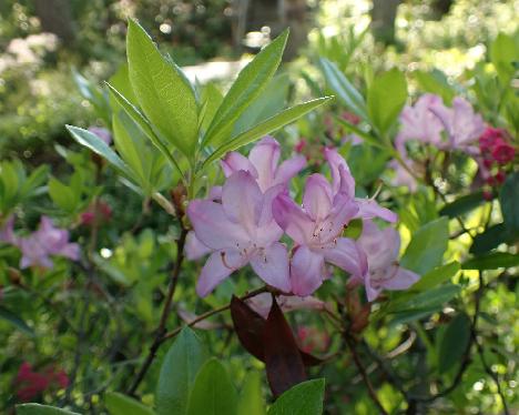 P6233773_Govenianum Rhododendron 'Govenianum' - June 23, 2024