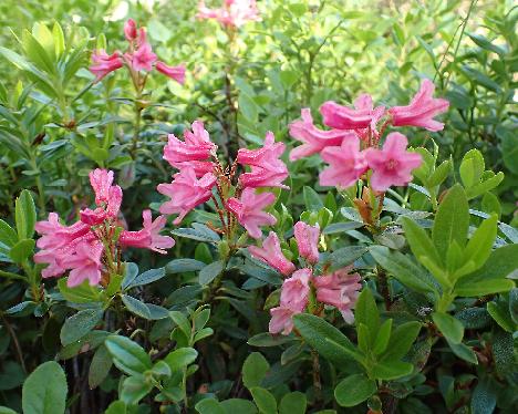 P6233775_ferrugineum Rhododendron ferrugineum - June 23, 2024