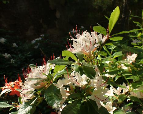 P6233778_arborescens Rhododendron arborescens - June 23, 2024