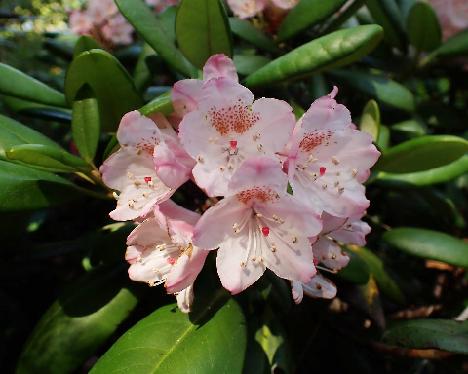 P6233780_brachycarpum_var_roseum_dwarf_Glendoick Rhododendron brachyvcarpum var. roseum dwarf - June 23, 2024