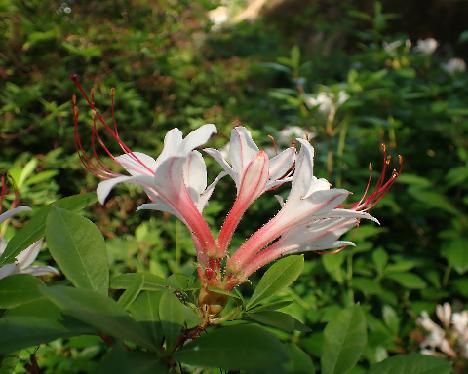 P6233786_arborescens_RHS_99027_Peter_Cox Rhododendron arborescens , RHS 99027, Peter Cox - June 23, 2024