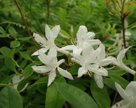 P7023803_viscosum Rhododendron viscosum - July 3, 2024