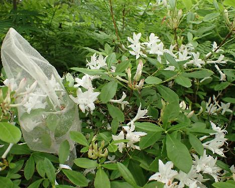 P7023804_viscosum Rhododendron viscosum - July 3, 2024