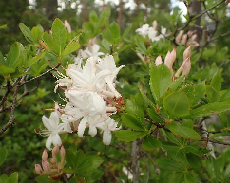 P7023805_Sommerfuft Rhododendron 'Sommerduft' - July 3, 2024