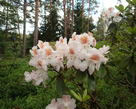 P7023818_Mrs_TH_Lowinsky Rhododendron 'Mrs. T.H. Lowinsky' - July 3, 2024