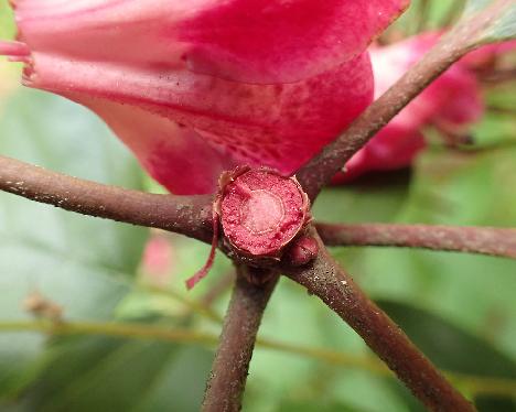 P7023829_Punamax_red_sap_on red_truss Rhododendron 'Punamax', selection of red maximum , red sap - July 3, 2024