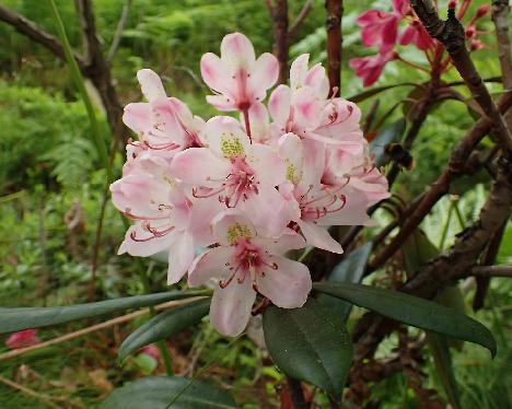 P7023830_Punamax_white_truss Rhododendron 'Punamax', a lonely pinkish truss on a selection of red maximum - July 3, 2024