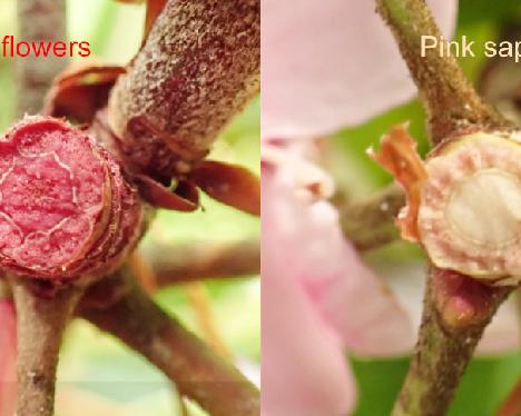 red maximum - sap of red and white Rhododendron 'Punamax', red sap means red flowers and pink sap means pink flowers - July 2, 2024